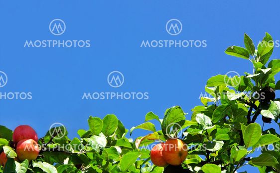 Red apples on treeat blue background.