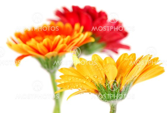 Gerbera flowers