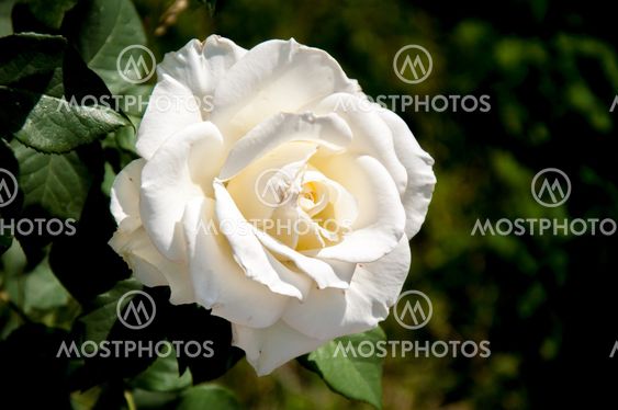 white rose bush