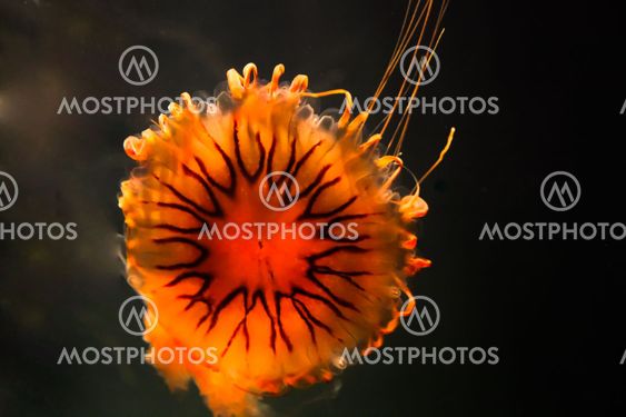 Jellyfish, medusa form