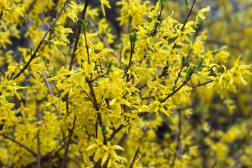 Forsythia branches covered in bright yellow flowers....