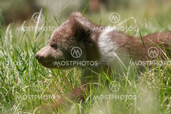 Grizzly bear cub walking in green grass
