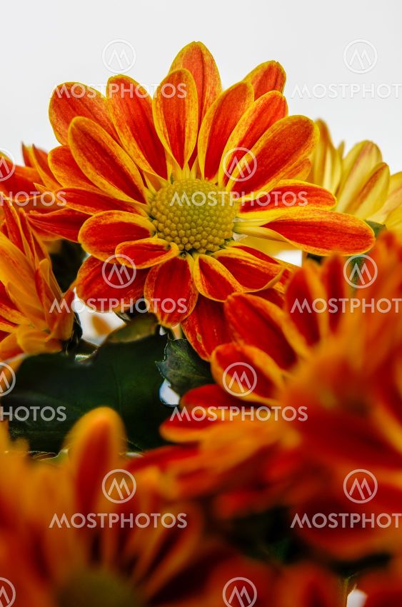 chrysanthemum, colorful flower bouquet in full bloom