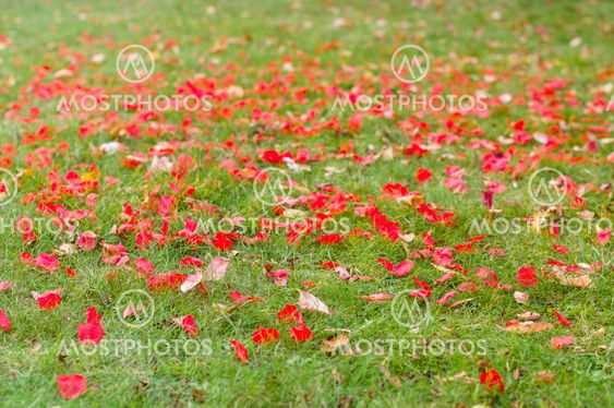 Rose petals and fallen autumn leaves on grass