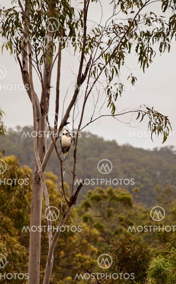 Australian bush scene with a kookaburra