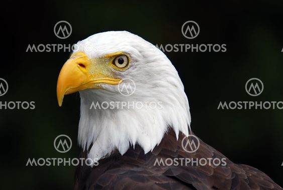 American Valkopäämerikotka (Haliaeetus leucocephalus)