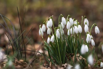 Snowdrops by early spring season