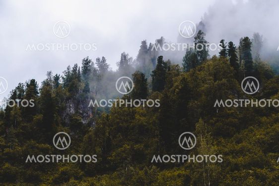 Foggy morning in woods. Treetops are covered with clouds...
