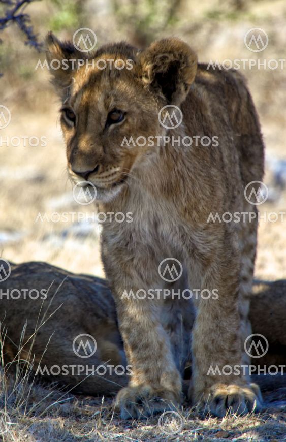 a small lion cub at etosha national park namibia africa