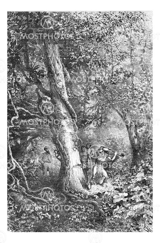 Chopping Down a Tree Using a Hand Axe in Oiapoque, Brazil, vintage engraving