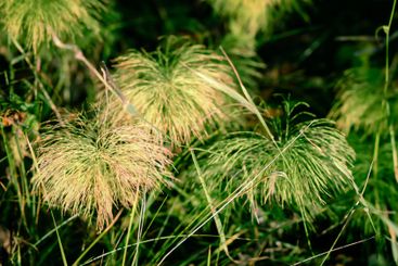 Tranquil autumn nature background in a sunset light.