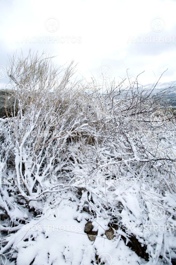 winter plant