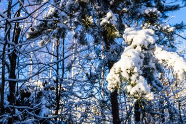 snow-covered pine tree branch on sunny winter day