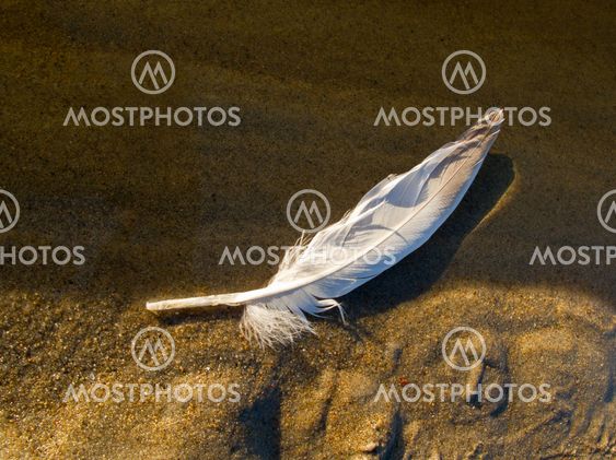 Bird Feather