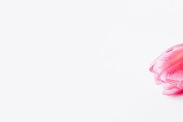 One tulip flower on a white background.