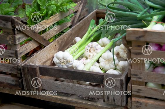 Garlic