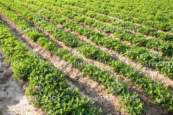 rows of peanut plants