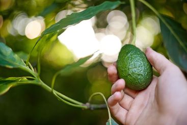 Trees, farm and hand with avocado for growth, harvest...