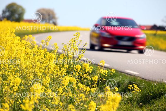 Yellow rapeseed fields and a red car in Sweden