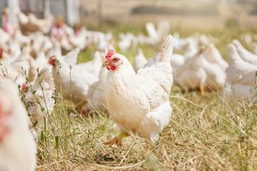 Nature, agriculture and chicken by grass on farm for...