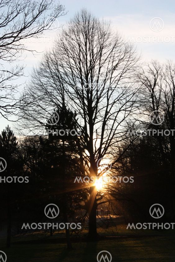 Tree silhouette