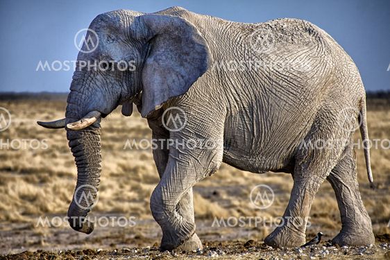 an elephant in etosha national park in namibia africa