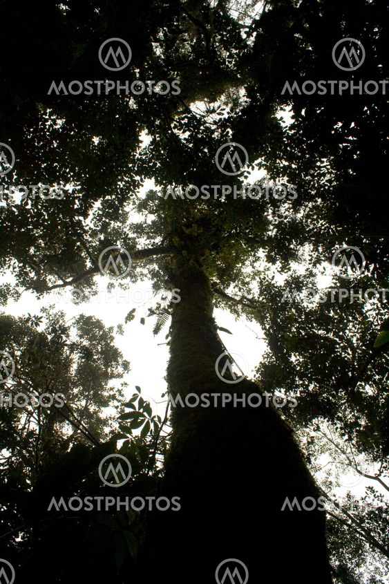 Tree of Life
