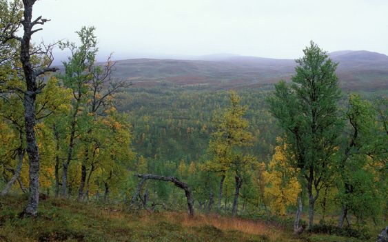Timber line in September.