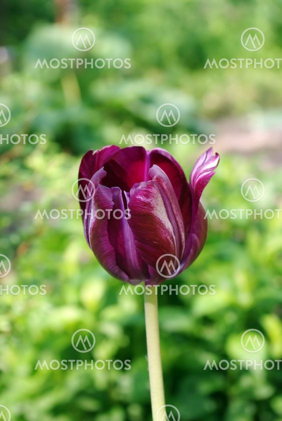 dark purple tulips by vitaliy ivanov mostphotos