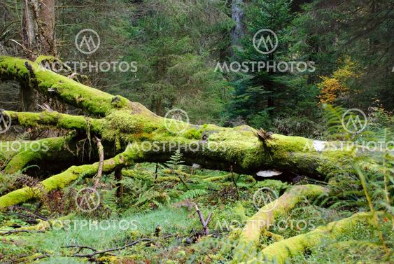 Mossy forest, Schwarzwald