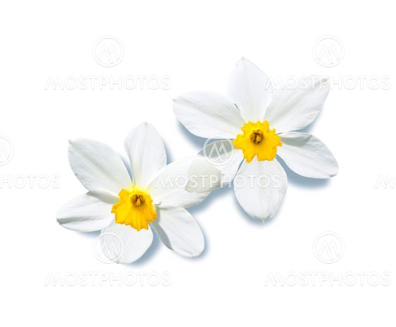 narcissus