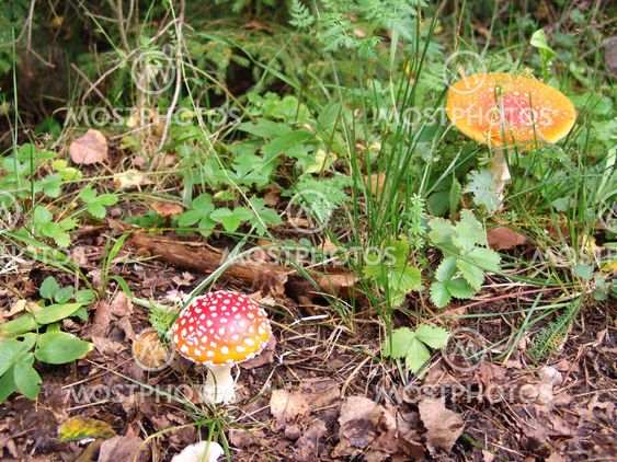 Amanita muscaria