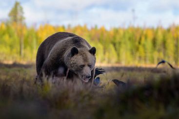 European brown bear (Ursus arctos) in autumn