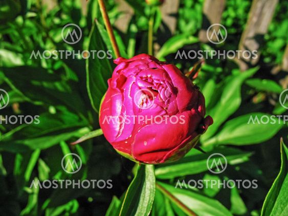 Red flower - rosehip.