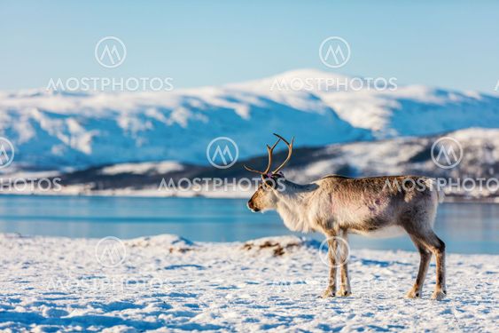Reindeer in Northern Norway