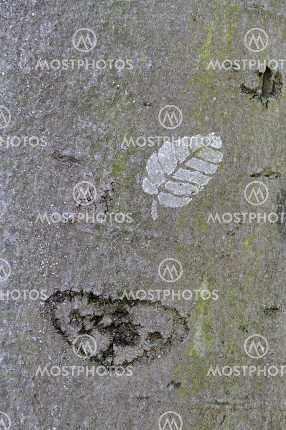 tree bark