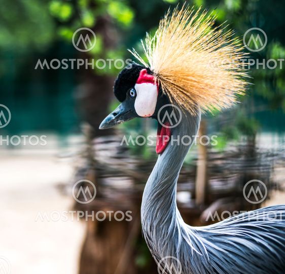 African Crowned Crane