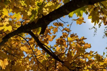 yellow maple foliage on branches in sunny autumn weather