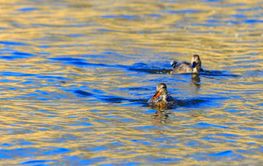 Two females Mallards ducks swimming in the water