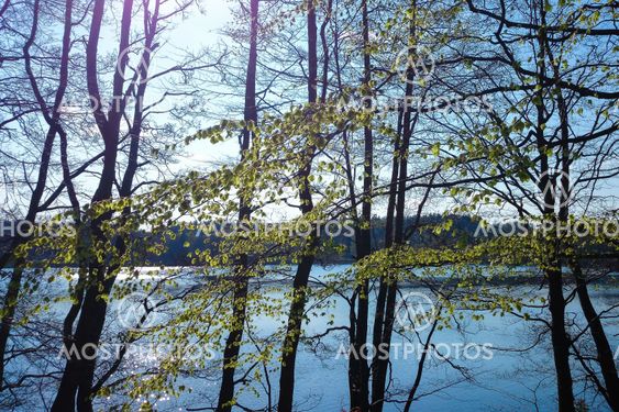 Almanacka 2020 April - Kalvsjön lövsprickning - Silvertid