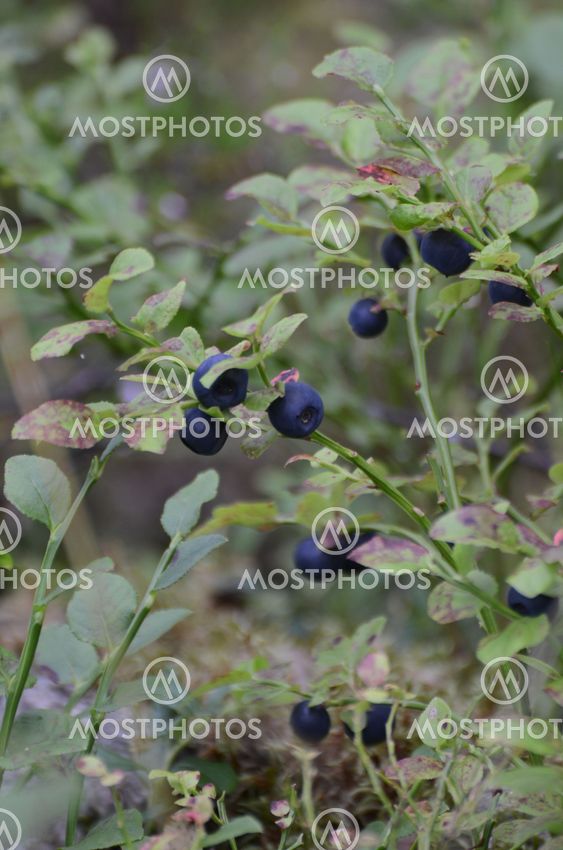 Blueberries