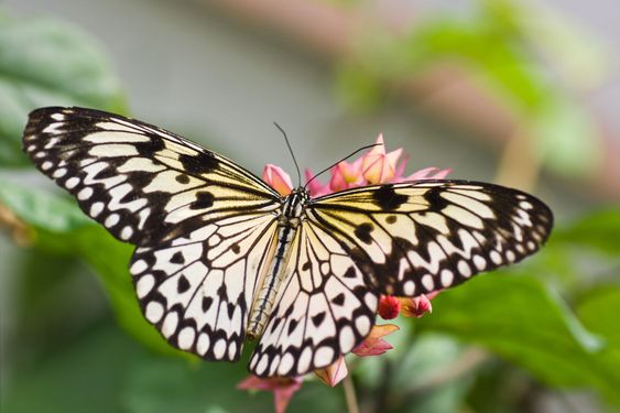 Paper Kite Butterfly