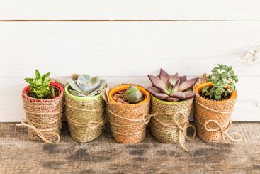 Colorful succulent pots arranged on a rustic wooden...