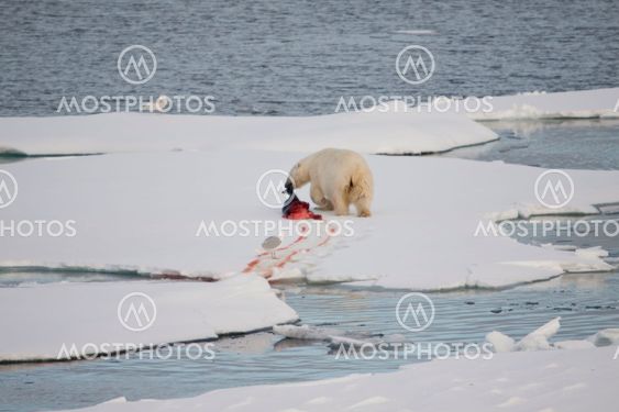 polar bear with kill