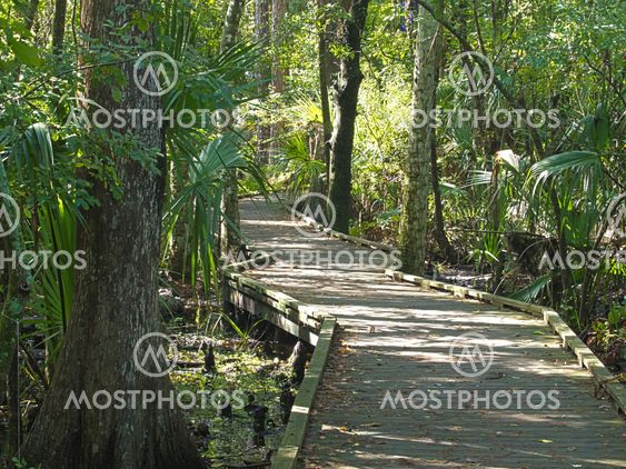 HDR walkway through the forest