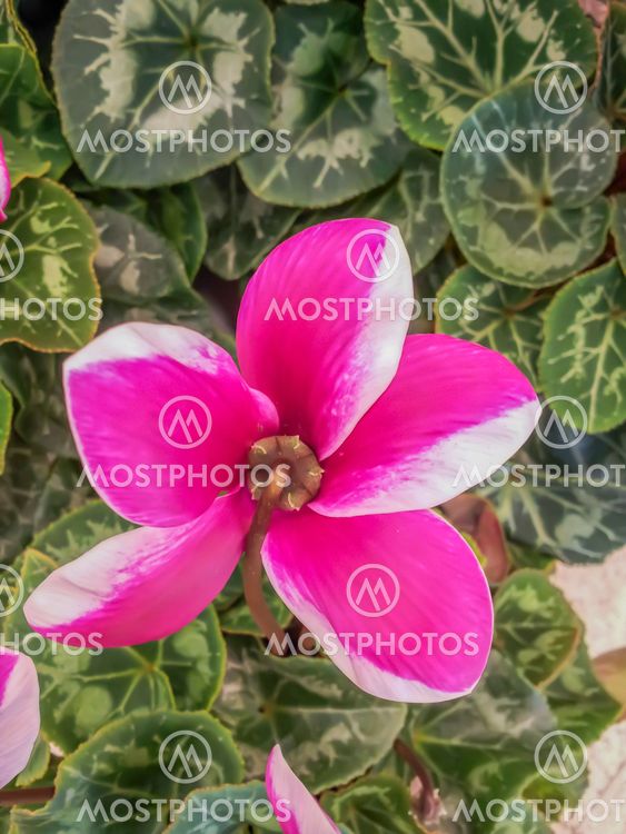 Cyclamen