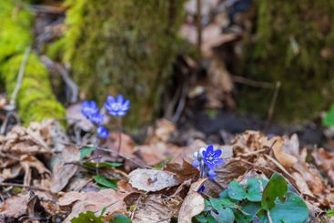 Beautiful Hepatica flowers flowering in early spring