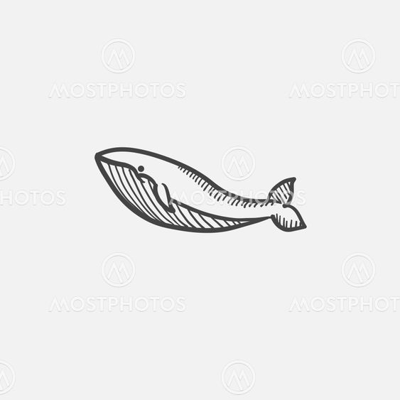 Whale sketch icon.