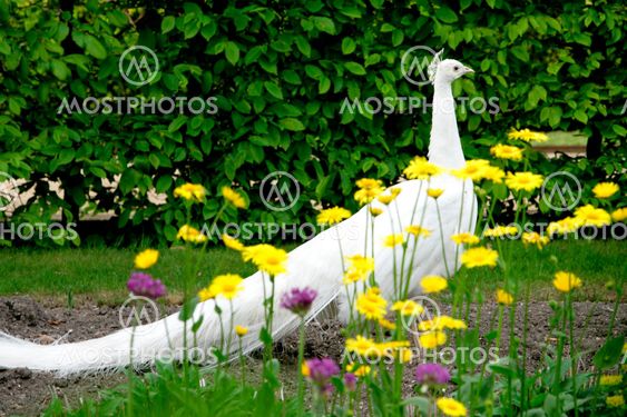 White Peacock