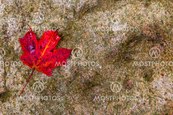 Red maple leaf on a rock - background